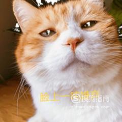 如何把喜欢的图片做成表情包？