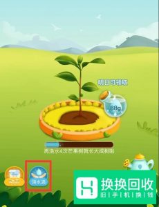 拼多多果园怎么种水果树？