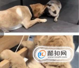 抖音怎么拼接多个视频 如何把图片和视频拼图